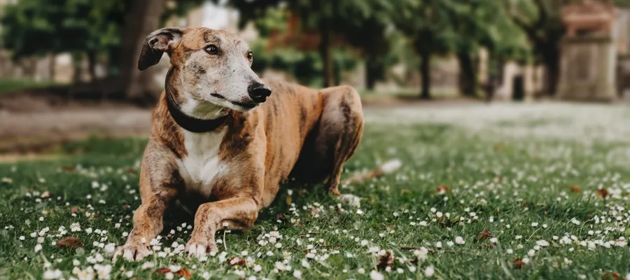A greyhound lying in a field of daisies. 